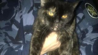 Hapishane içinde uyuşturucu taşıyan kedi yakalandı