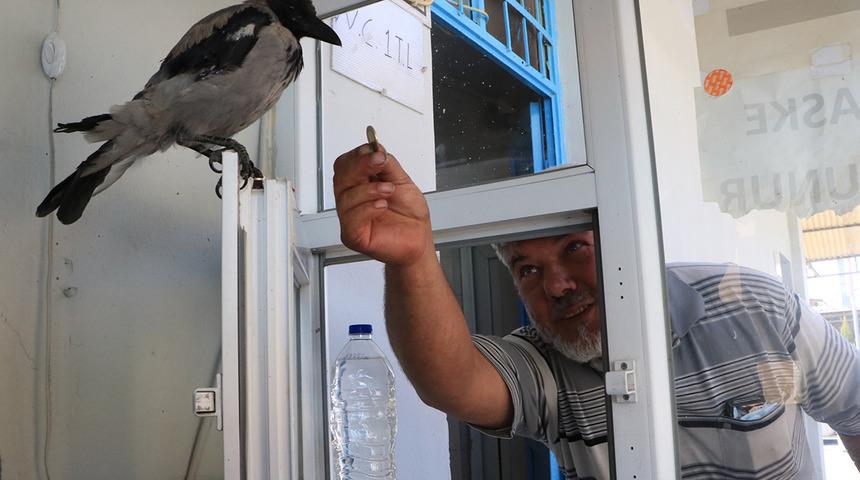 Yer: Şanlıurfa! Bu karga diğerlerinden farklı: Müşteriden ücretleri tek tek topluyor