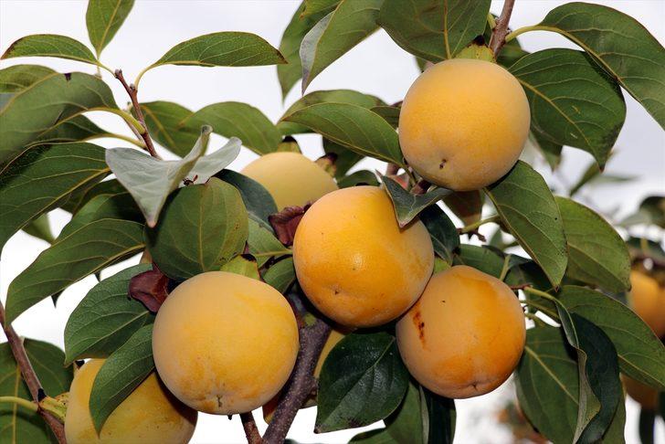 Amasya'da "cennet hurması" hasadı başladı G1