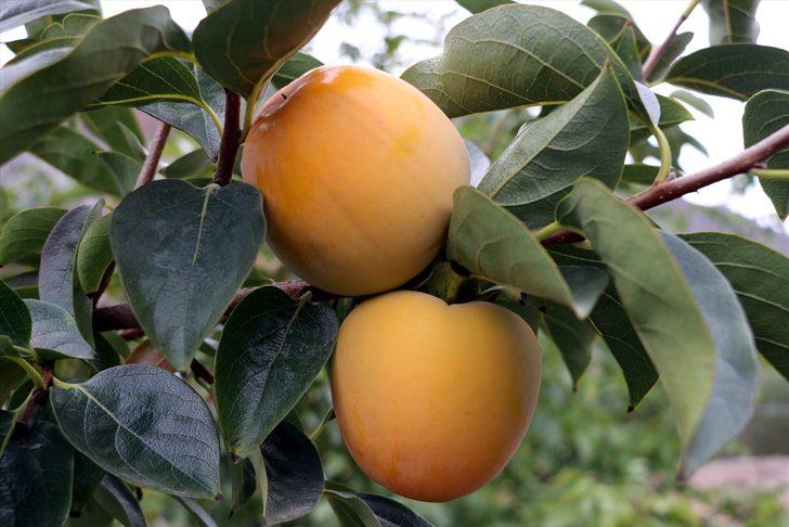 Amasya'da "cennet hurması" hasadı başladı G2