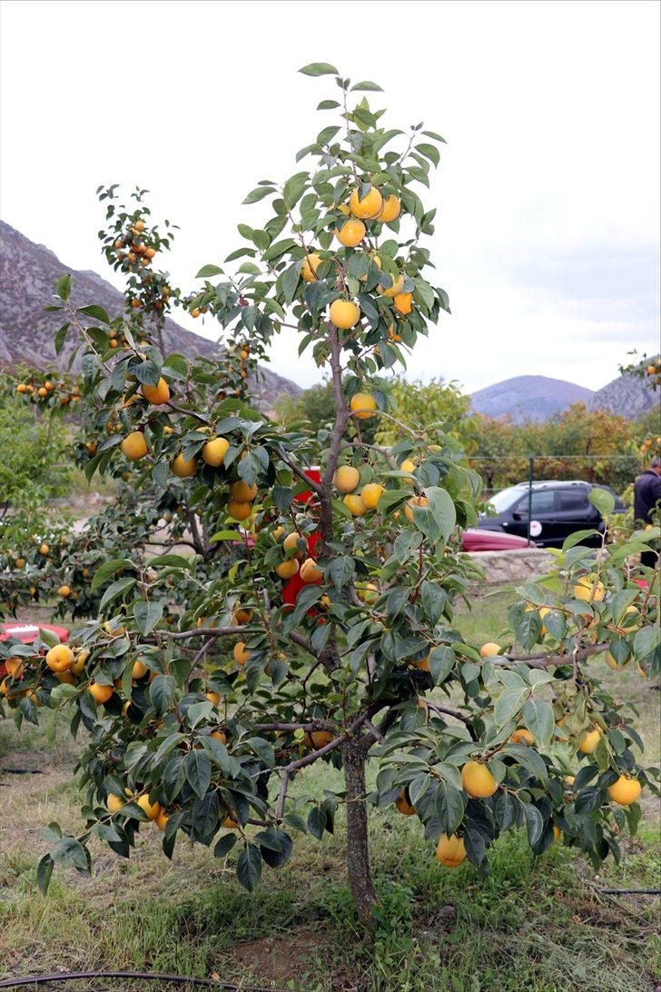 Amasya'da "cennet hurması" hasadı başladı G3