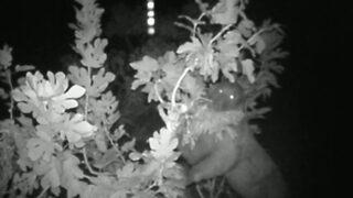 Burdur'da ilk defa bozayı görüntülendi