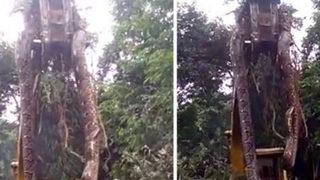 79 milyondan fazla kişi bu görüntüye kilitlendi! Dev yılan vinçle kaldırıldı