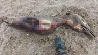 Tanınmaz ve parçalanmış halde! Kaynarca sahilinde kıyıya vurdu