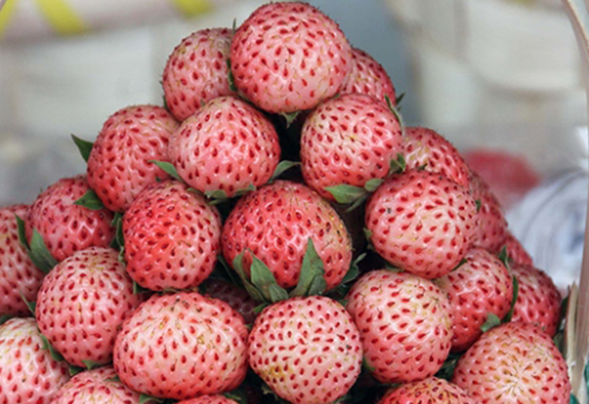 Osmanli Cilegi Cografi Isaret Tescil Belgesi Aldi Rengi Ve Aromasiyla Mest Etti