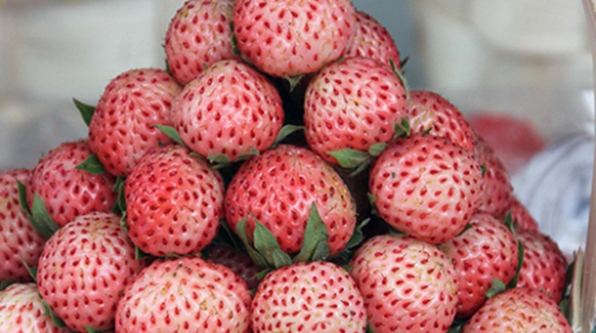 Osmanlı çileği, coğrafi işaret tescil belgesi aldı! Rengi ve aromasıyla mest etti