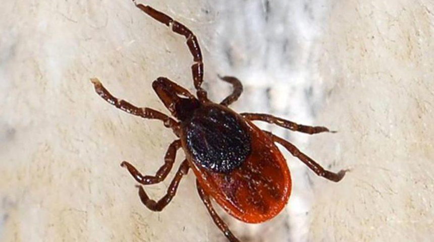 Kırım-Kongo kanamalı ateşi ile mücadele! Araştırmalar hızlandı