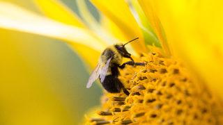 Alerjik polenlere dikkat! Alerjik bünyeleri daha çok etkiliyor