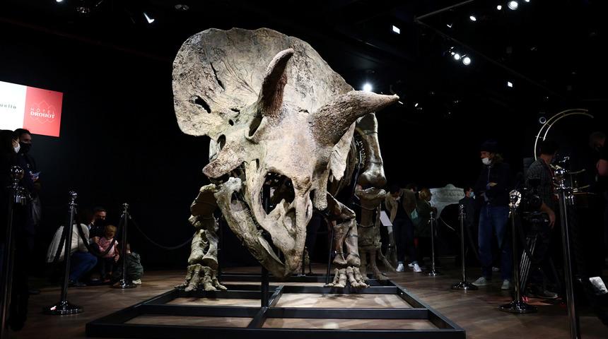 En büyük boynuzlu dinozorun kalıntıları 8 milyon dolara satıldı