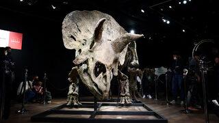 En büyük boynuzlu dinozorun kalıntıları 8 milyon dolara satıldı
