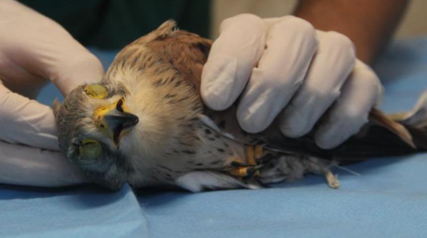 Konya'da atmacaya akılalmaz işkence! Göz kapaklarını dikip ayaklarını bağladılar