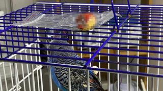 5 yaşındaki kuştan ceviz büyüklüğünde tümör çıkarıldı