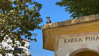 Tokat'ta 3 gündür çatıda mahsur kalan kediyi itfaiye kurtardı