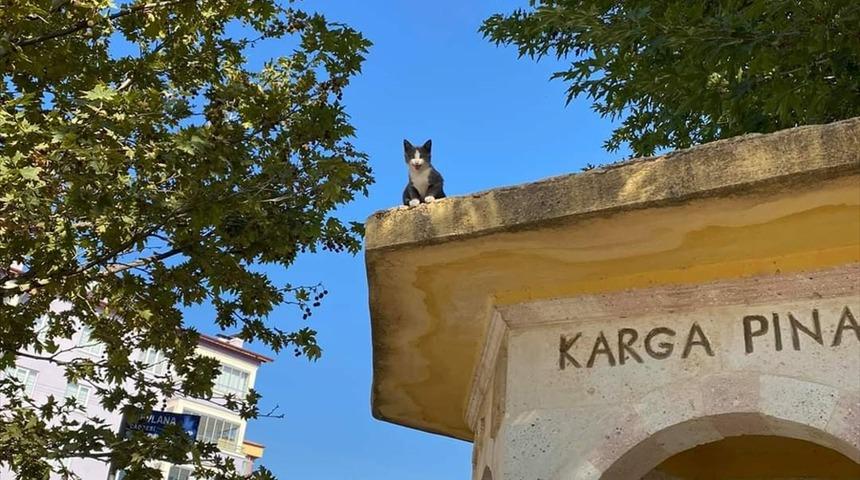 Tokat'ta 3 gündür çatıda mahsur kalan kediyi itfaiye kurtardı