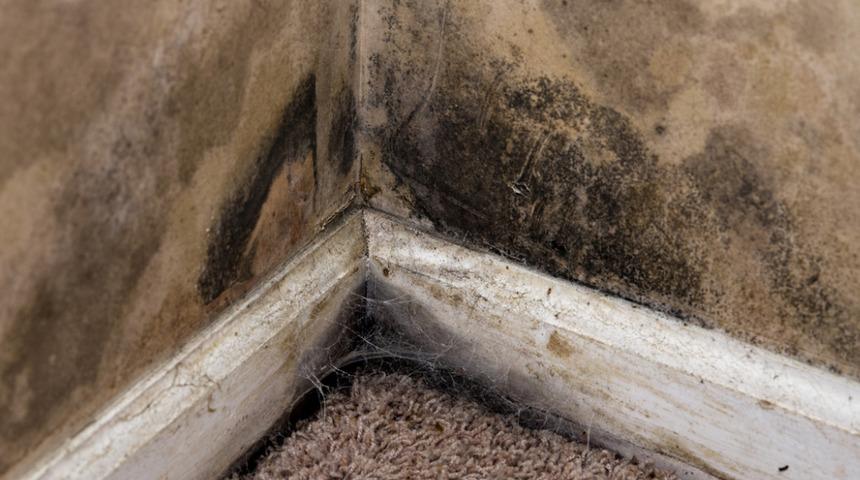 Dolap, duvar ve tavanlarınız her an küf tutabilir! Hemen önlem almak ve temizlemek için...