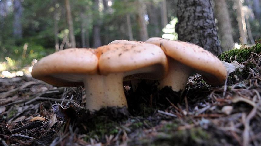 Yabani mantara dikkat