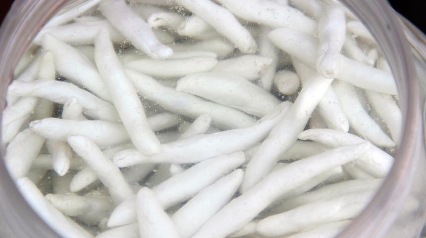 Kenger sakızı şifa dağıtıyor