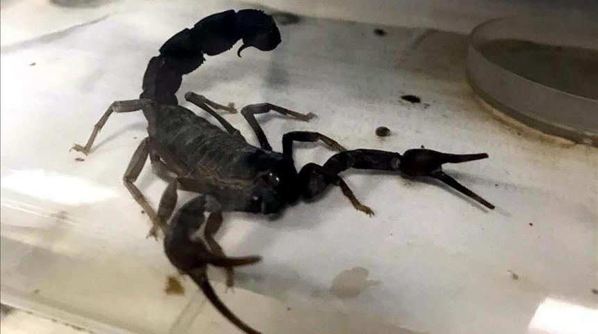 Yılan ve akrep sokmalarına dikkat