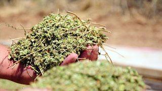 Kekik'in mucizesini biliyor musunuz?