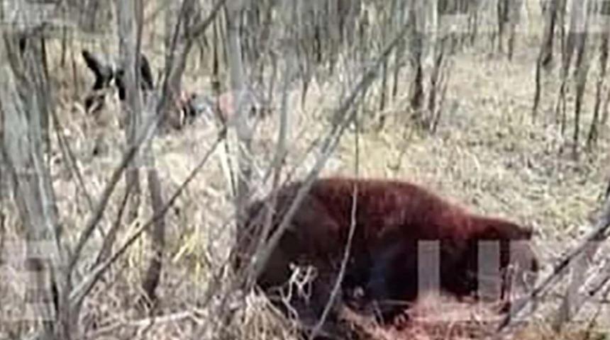 Kan donduran olay! Arkadaşını öldüren ayıyla dövüşen Rus boksörün durumu ağır 