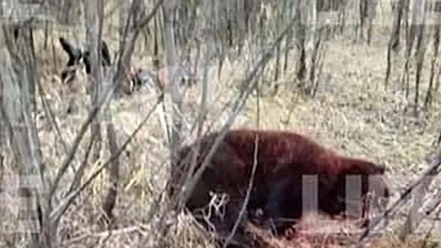 Kan donduran olay! Arkadaşını öldüren ayıyla dövüşen Rus boksörün durumu ağır 