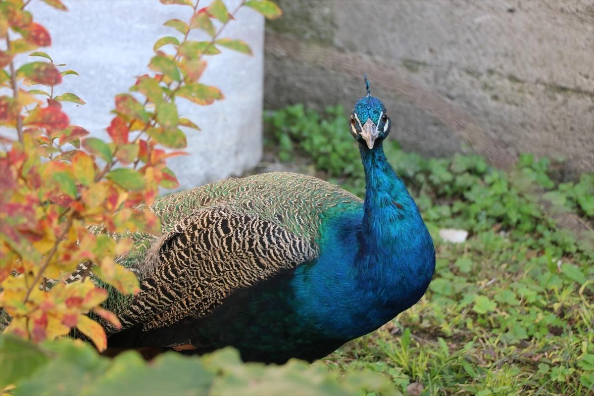 Edirne'deki Sultan II. Bayezid K&uuml;lliyesinin kayıp tavus kuşu 7 ay sonra bulundu
