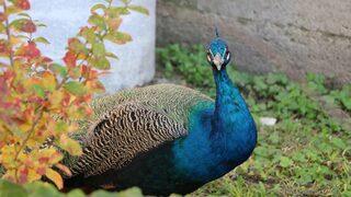 Edirne'deki Sultan II. Bayezid Külliyesinin kayıp tavus kuşu 7 ay sonra bulundu