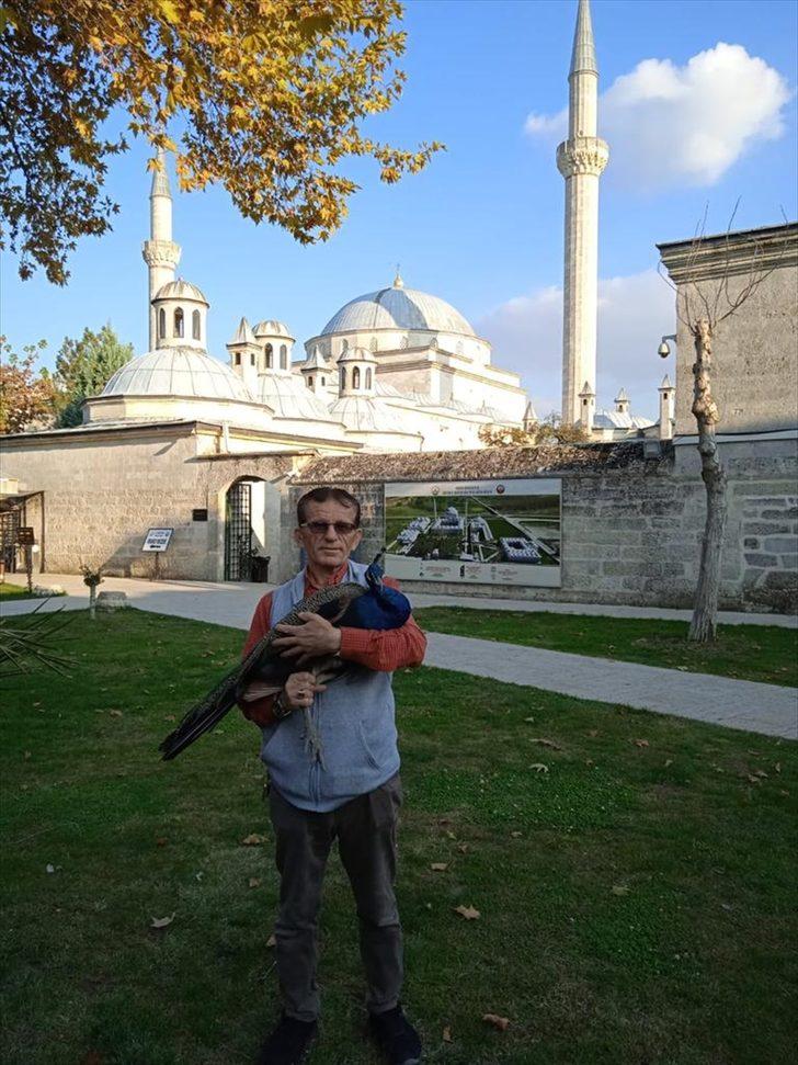 Edirne'deki Sultan II. Bayezid Külliyesinin kayıp tavus kuşu 7 ay sonra bulundu G2