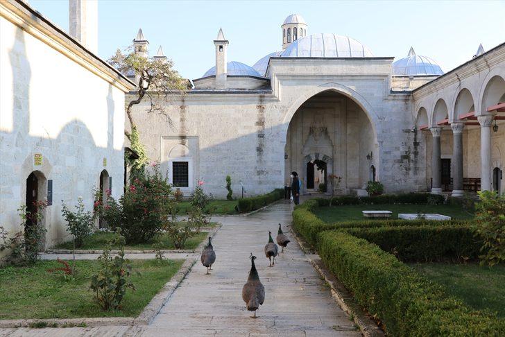 Edirne'deki Sultan II. Bayezid Külliyesinin kayıp tavus kuşu 7 ay sonra bulundu G3
