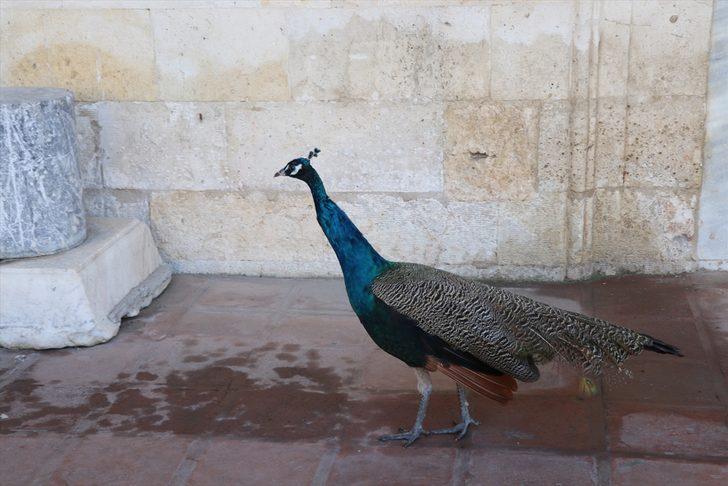Edirne'deki Sultan II. Bayezid Külliyesinin kayıp tavus kuşu 7 ay sonra bulundu G4