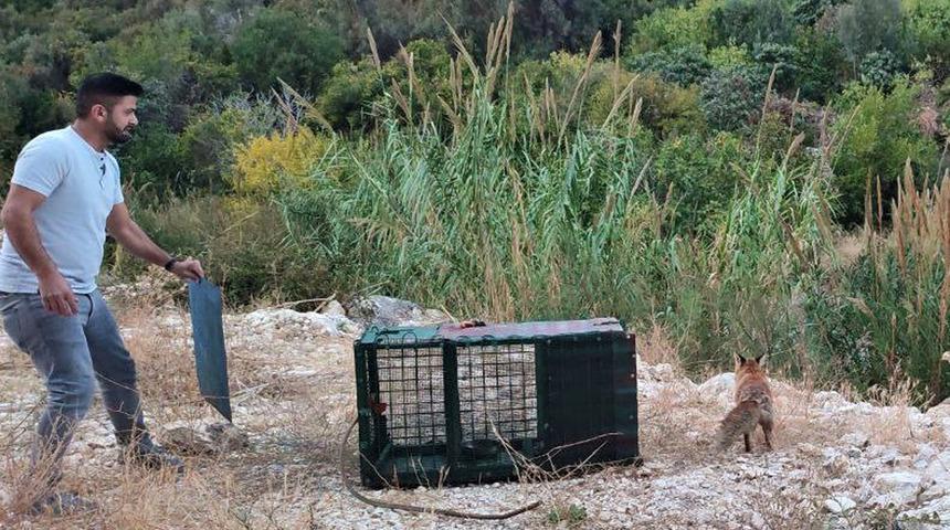 Mersin'de ilginç olay! 30 tavuğu telef eden tilkiyi yakaladı, karnını doyurup doğaya saldı