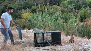 Mersin'de ilginç olay! 30 tavuğu telef eden tilkiyi yakaladı, karnını doyurup doğaya saldı