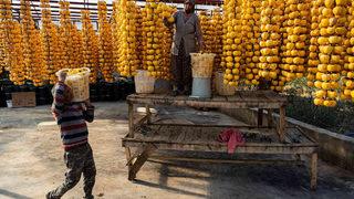 Bir mahallenin geçim kaynağı oldu! 8 ton cennet elması üretiyorlar