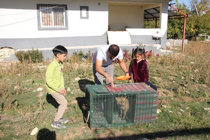 Bahçesine giren tilkiyi besleyerek doğaya bıraktı G1