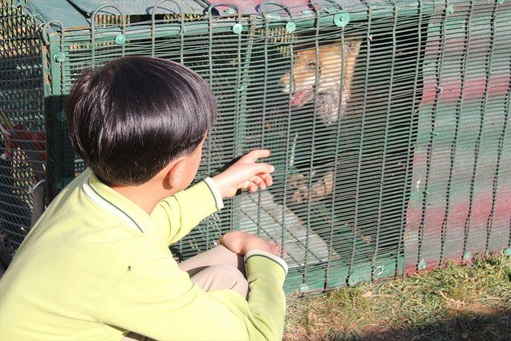 Bahçesine giren tilkiyi besleyerek doğaya bıraktı G2