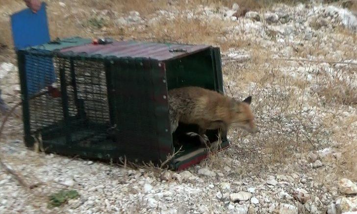 Bahçesine giren tilkiyi besleyerek doğaya bıraktı G3