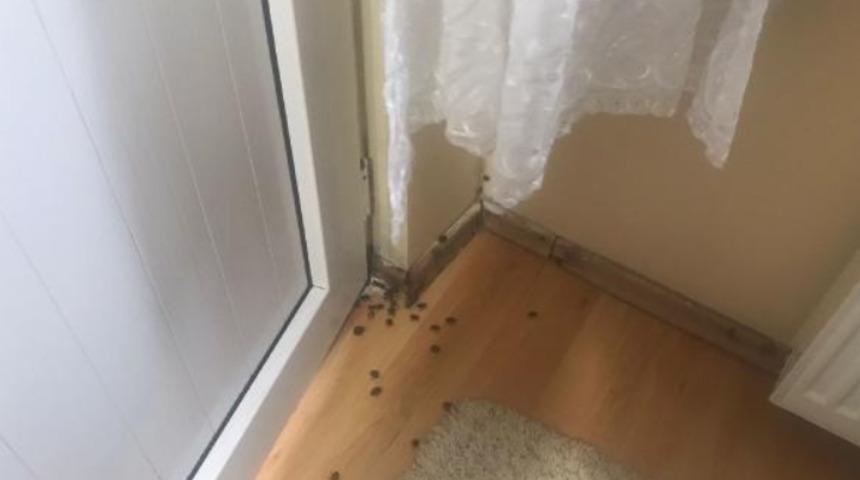 İstanbul'u kokarca böceği kâbusu sardı! Her yeri istila ediyorlar