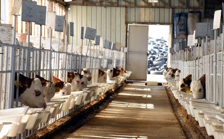 Çocukluk hayalini gerçeğe dönüştüren iş insanı, kurduğu çiftlikle hayvancılığa katkı sağlıyor G1