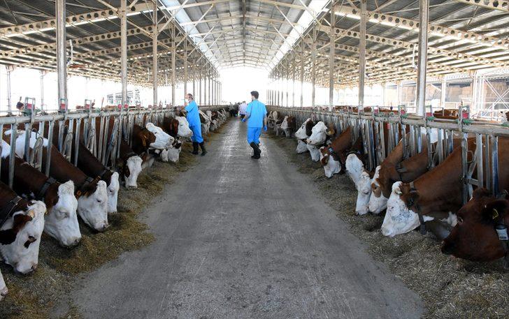 Çocukluk hayalini gerçeğe dönüştüren iş insanı, kurduğu çiftlikle hayvancılığa katkı sağlıyor G2