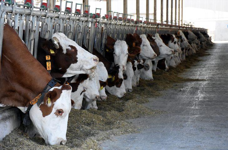 Çocukluk hayalini gerçeğe dönüştüren iş insanı, kurduğu çiftlikle hayvancılığa katkı sağlıyor G3