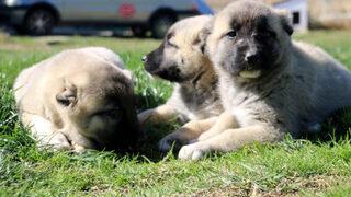 Yılda 2 defa yavruluyor, yavrular 5 bin liraya kadar alıcı buluyor