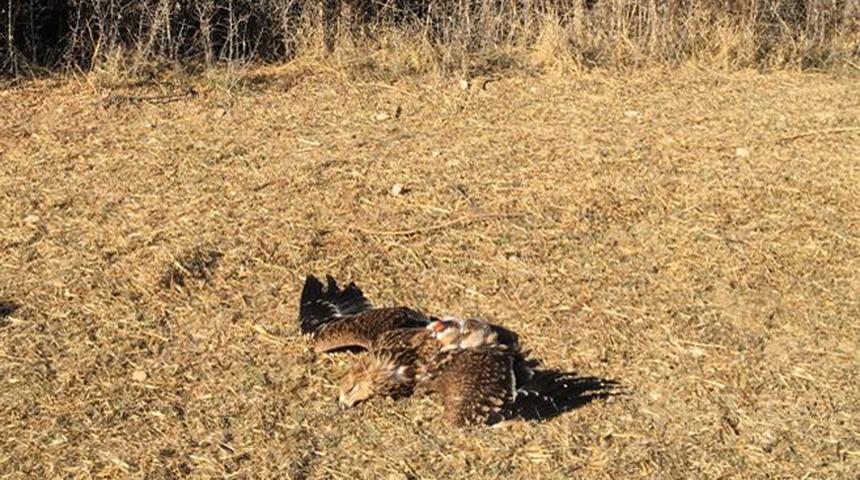 Ankara'da vahşet! Nesli tehlike altındaki şah kartal tüfekle vuruldu