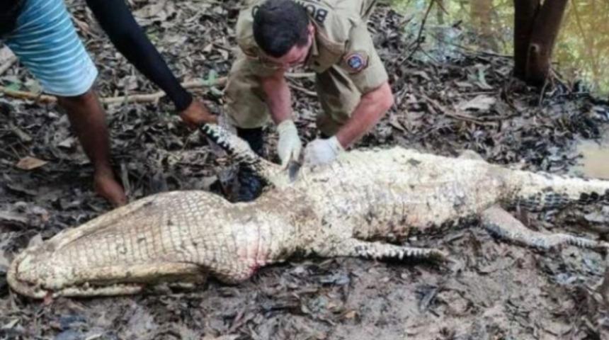 Korkunç! Timsahın içinden insan cesedi çıkarıldı