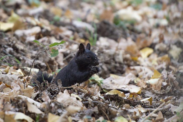 Munzur Vadisi'nin sevimli sincapları kış hazırlığında G1