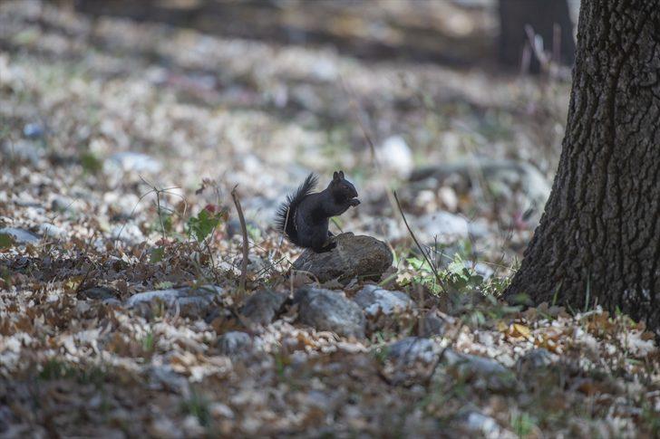 Munzur Vadisi'nin sevimli sincapları kış hazırlığında G2