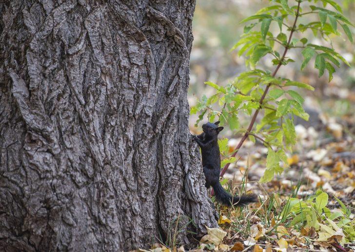 Munzur Vadisi'nin sevimli sincapları kış hazırlığında G3