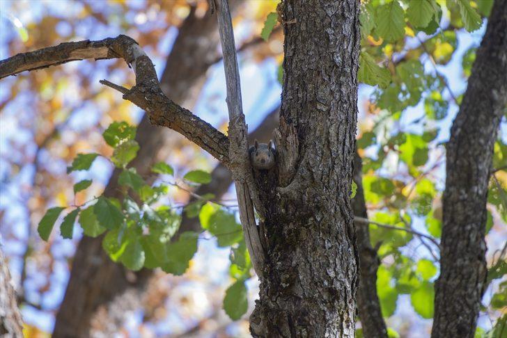 Munzur Vadisi'nin sevimli sincapları kış hazırlığında G4