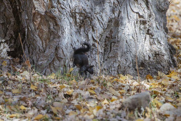 Munzur Vadisi'nin sevimli sincapları kış hazırlığında G5