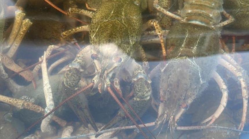 Kerevit tezgahtaki yerini aldı! Pazarda 30, restoranda 500 lira