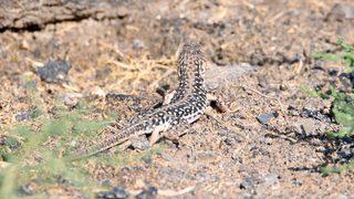 Nadir görülen step kertenkelesi Doğu Anadolu'nun zorlu coğrafyasında yaşıyor